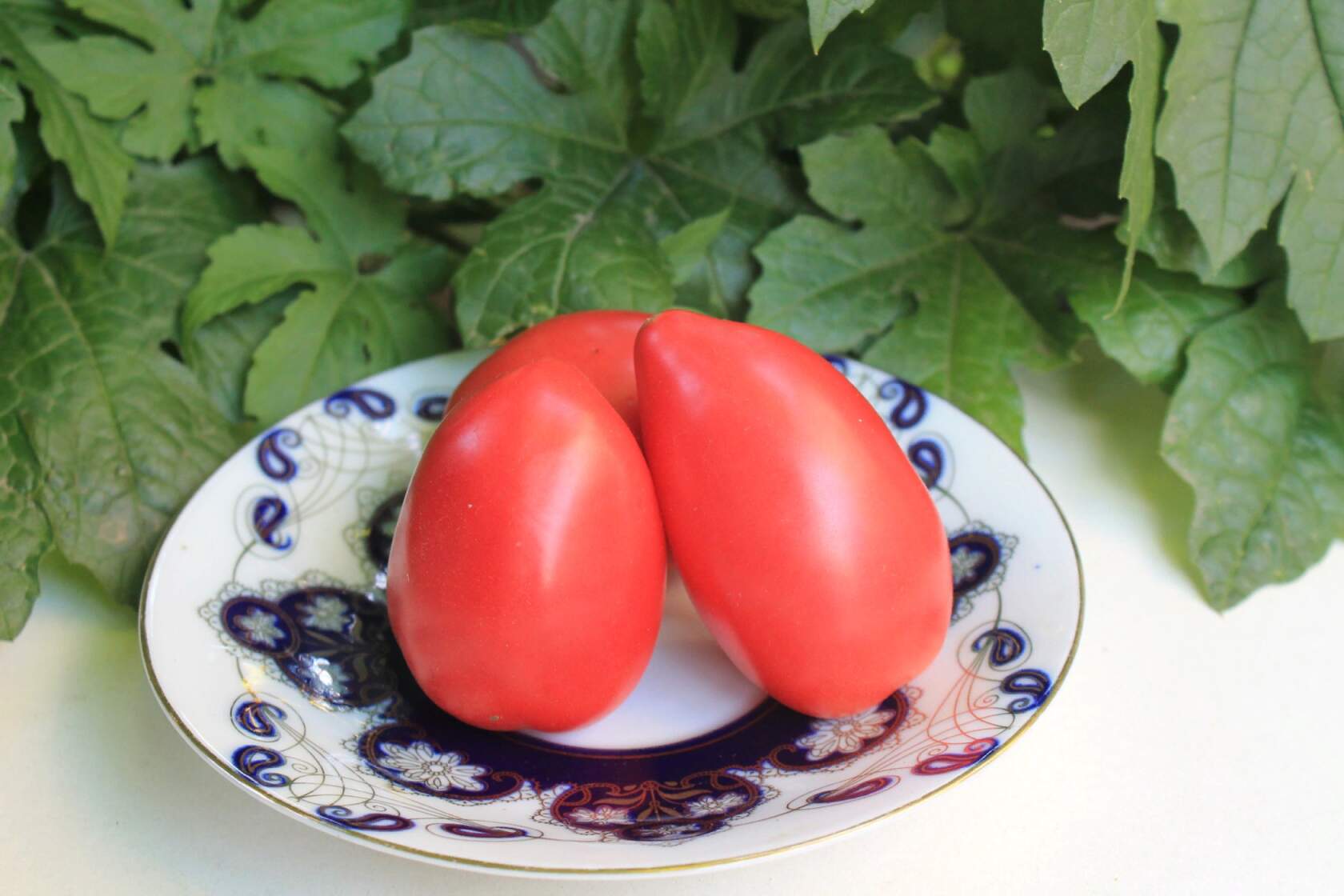 помидоры петруша фото